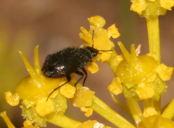 Dasytidae