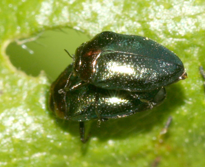 Trachys troglodytiformis (Col., Buprestidae) sulle malva