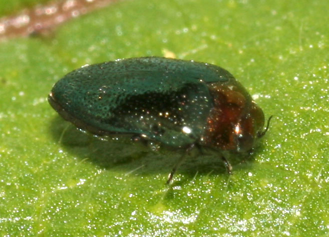 Trachys troglodytiformis (Col., Buprestidae) sulle malva