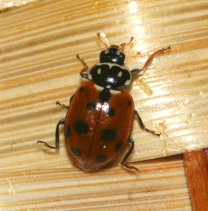 Hippodamia variegata (Coleoptera, Coccinellidae)