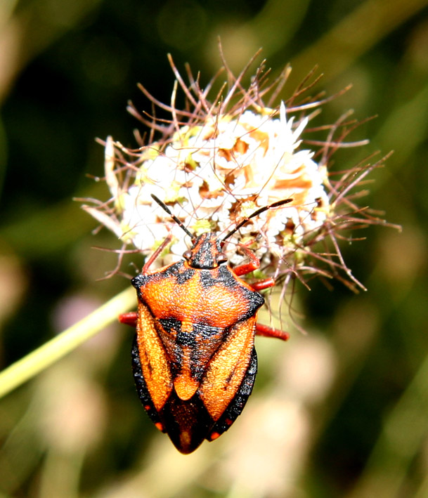 Carpocoris mediterraneus atlanticus