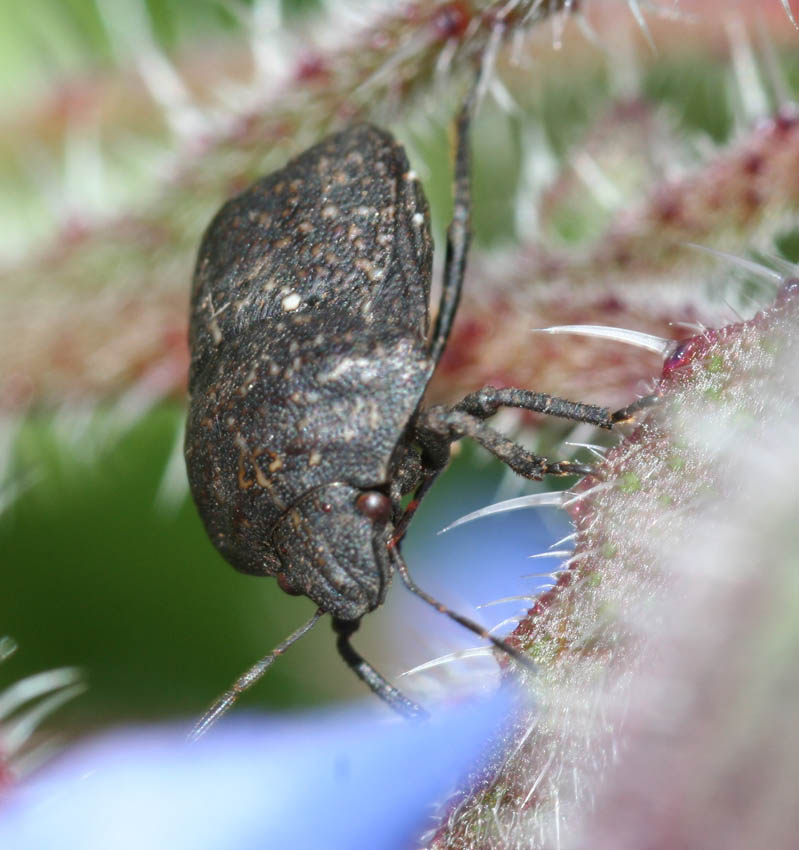 Psacasta exanthematica (Heteroptera,Scutelleridae)