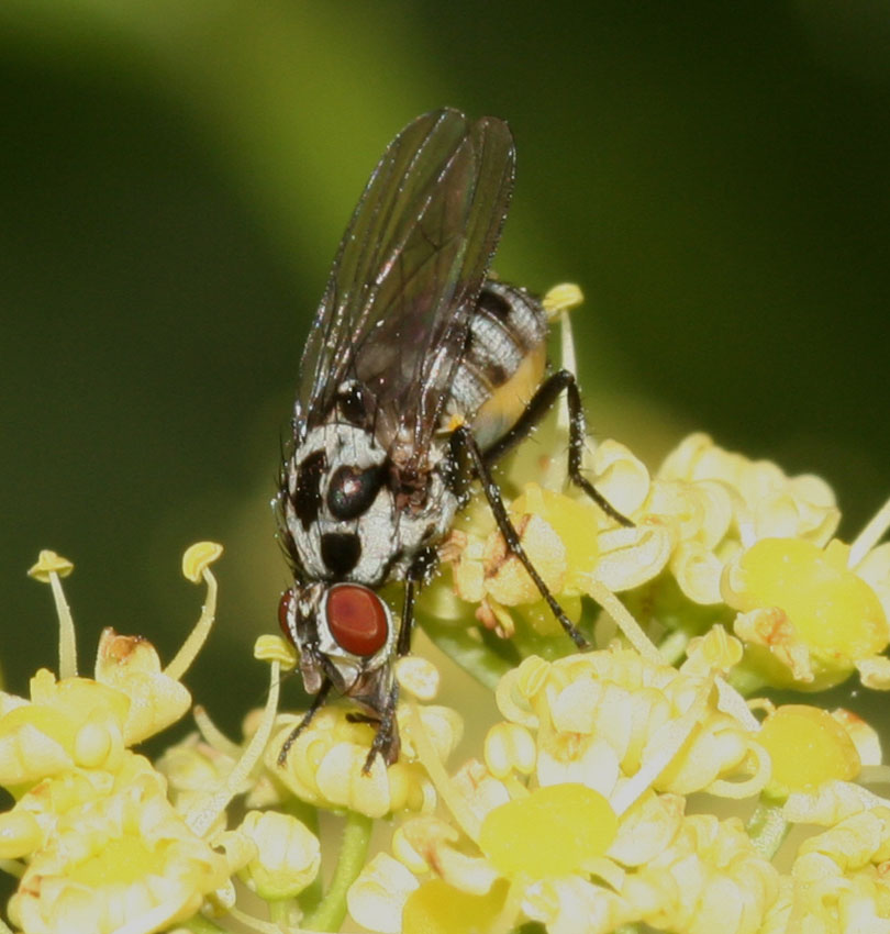 Limnophora obsignata