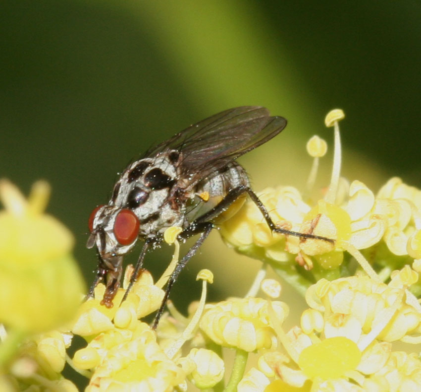Limnophora obsignata