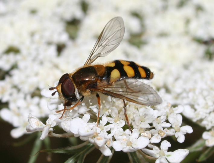 Dittero syrphidae: Eupeodes latifasciatus.