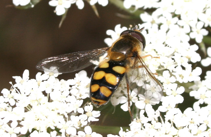 Dittero syrphidae: Eupeodes latifasciatus.