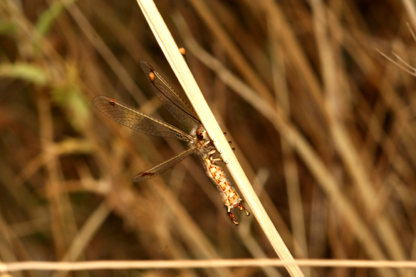 Deleproctophylla australis, maschio (Planip., Ascalaphidae)