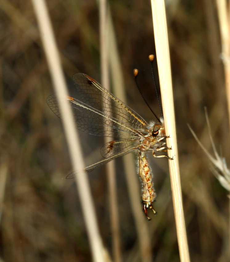 Deleproctophylla australis, maschio (Planip., Ascalaphidae)