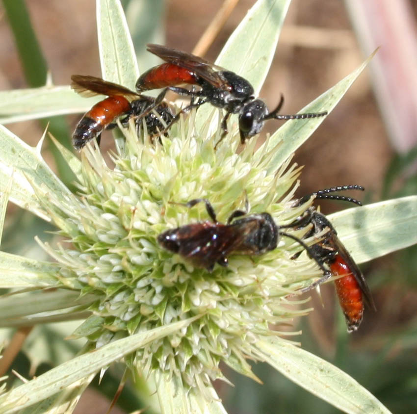 Sphecodes sp. (Apidae Halictinae)