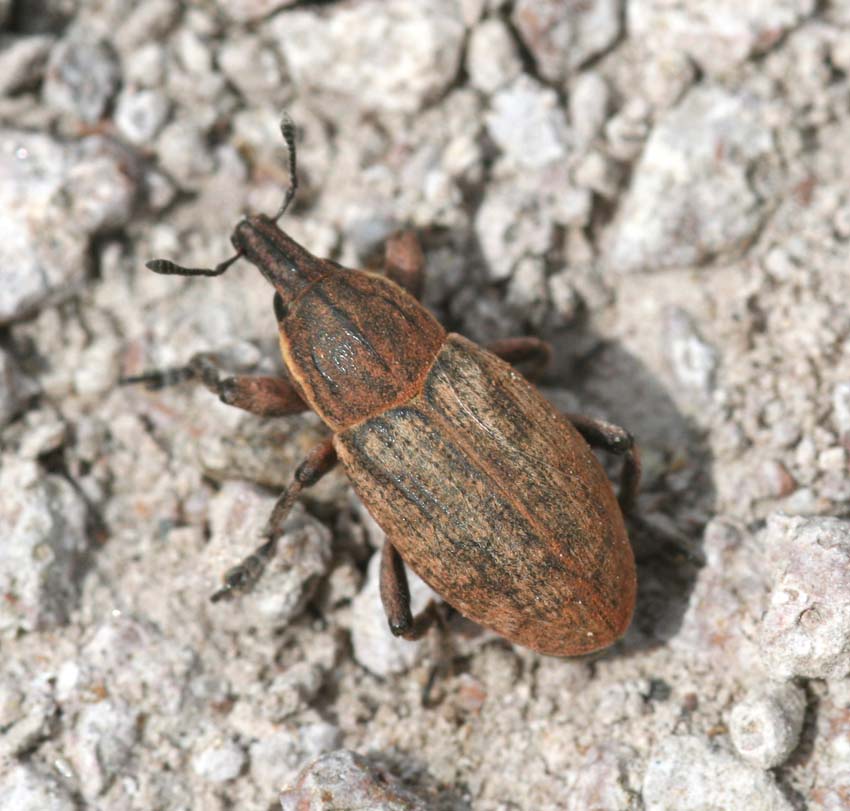 Pseudocleonus carinatus della Sardegna