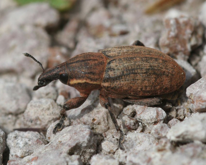 Pseudocleonus carinatus della Sardegna