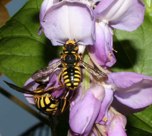 Apidae Megachilinae: Anthidium florentinum (M e F)