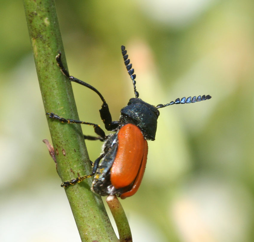 Labidostomis taxicornis in Sardegna (Col., Chrysomelidae)