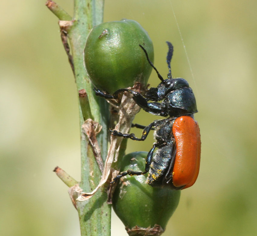 Labidostomis taxicornis in Sardegna (Col., Chrysomelidae)