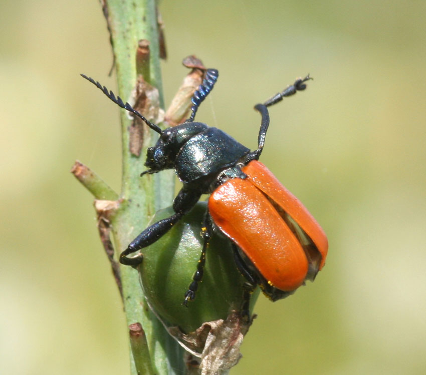 Labidostomis taxicornis in Sardegna (Col., Chrysomelidae)