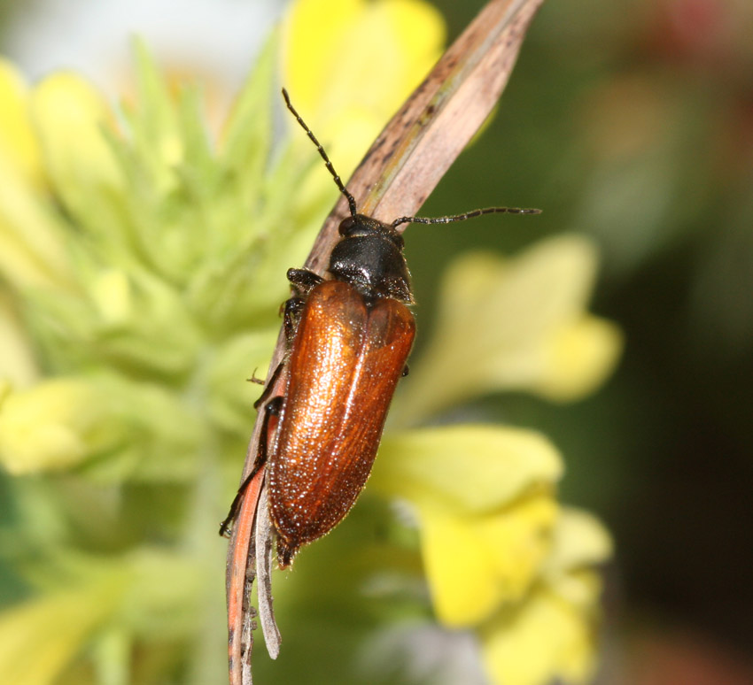 Cebrio strictus in Sardegna (Elateridae Cebrioninae)