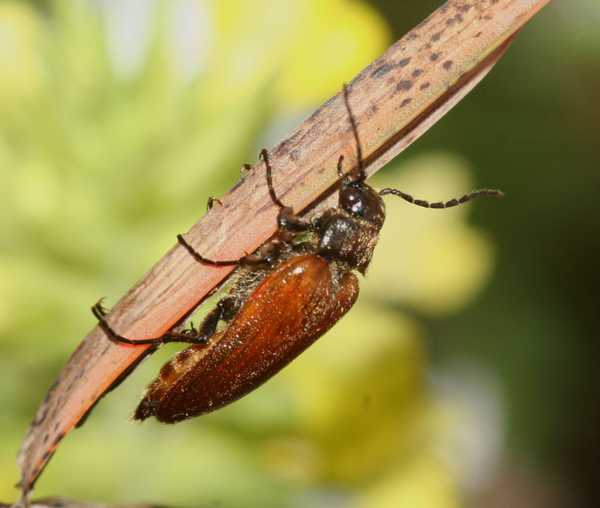 Cebrio strictus in Sardegna (Elateridae Cebrioninae)