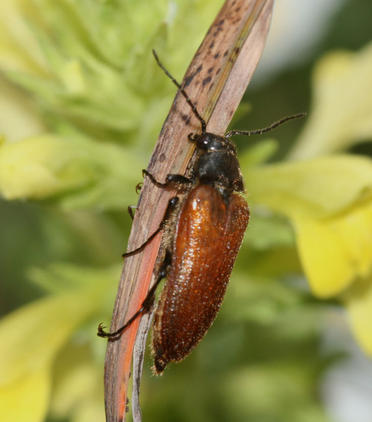 Cebrio strictus in Sardegna (Elateridae Cebrioninae)