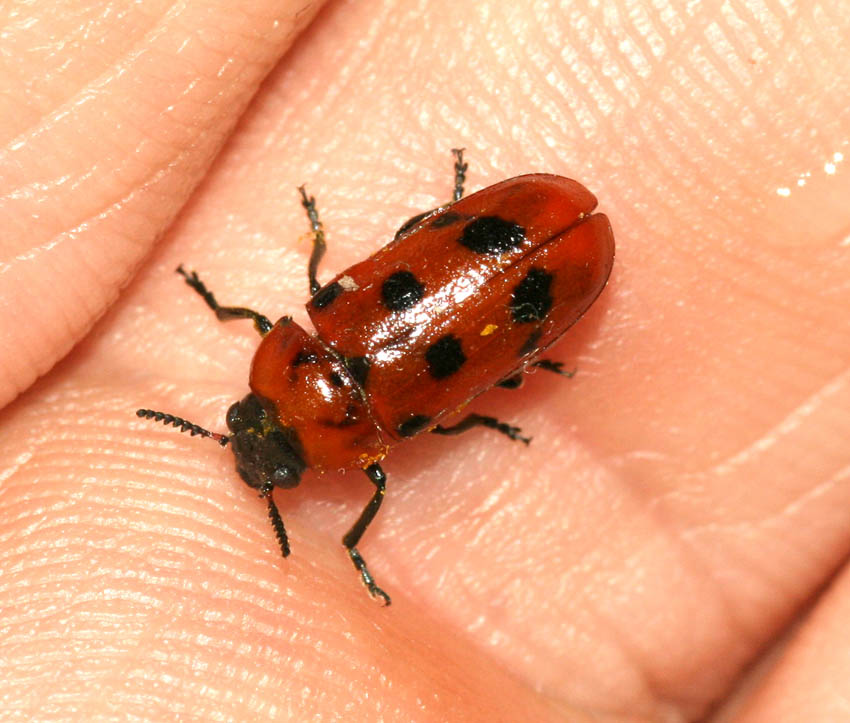 Tituboea biguttata in Sardegna e Sicilia (Col.Chrysomelidae)