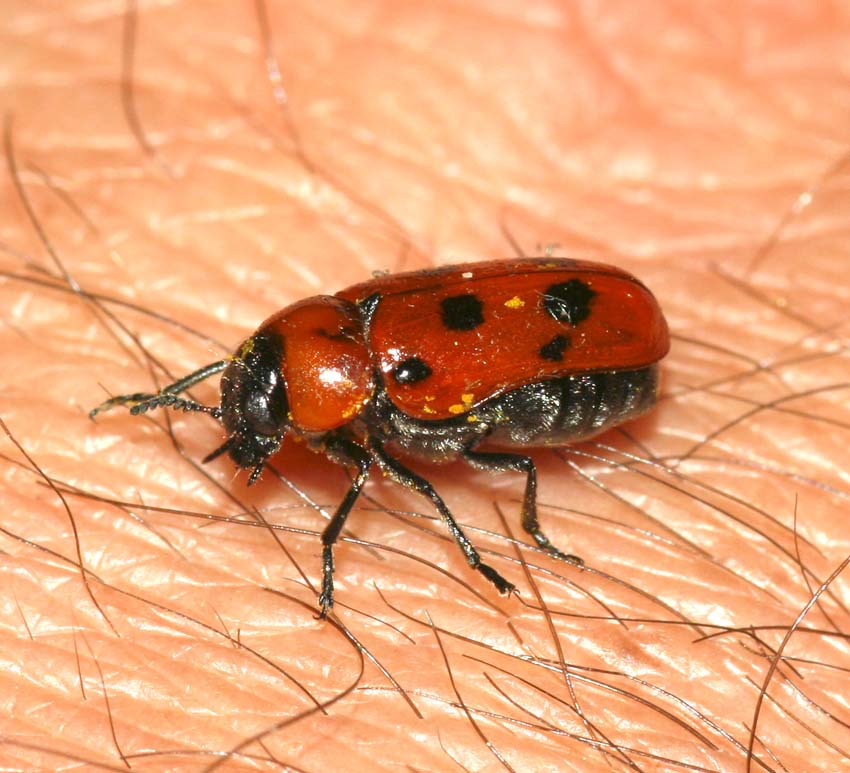 Tituboea biguttata in Sardegna e Sicilia (Col.Chrysomelidae)