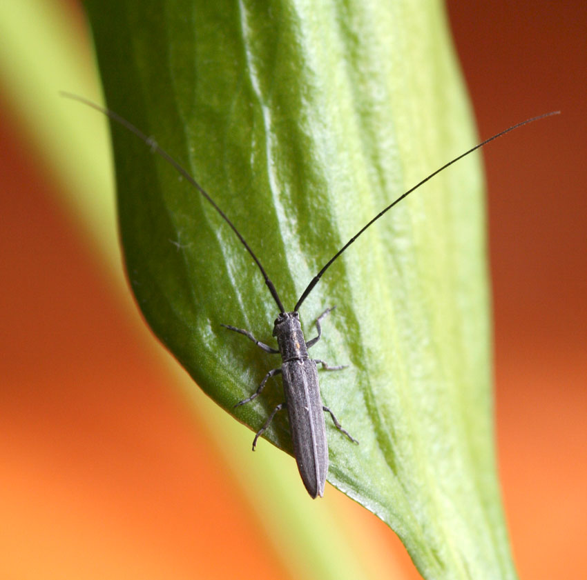 Calamobius filum (Coleoptera, Cerambycidae)