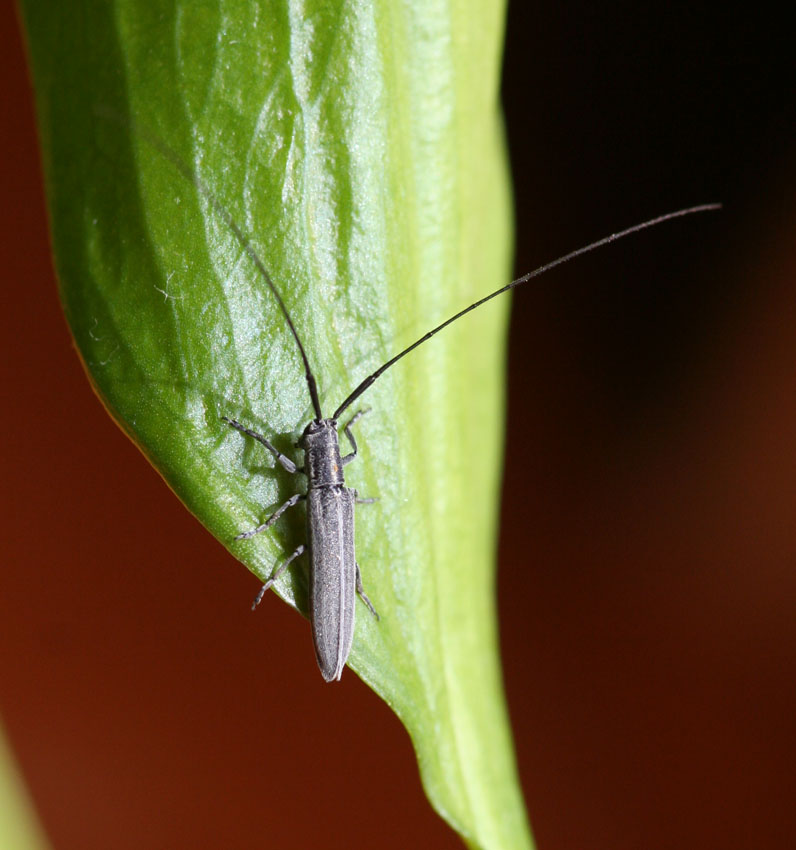 Calamobius filum (Coleoptera, Cerambycidae)