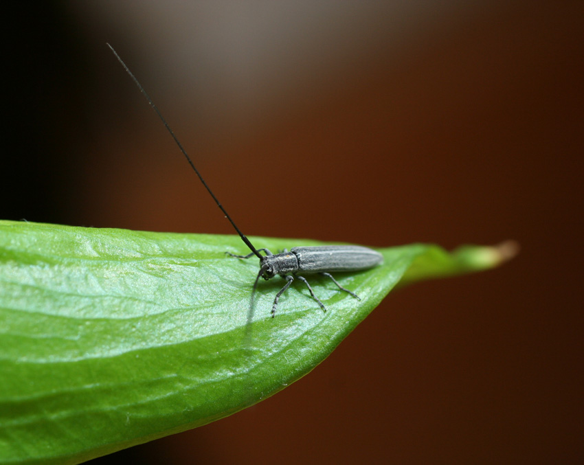 Calamobius filum (Coleoptera, Cerambycidae)