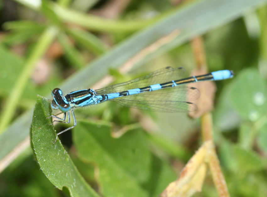 Coenagrion scitulum