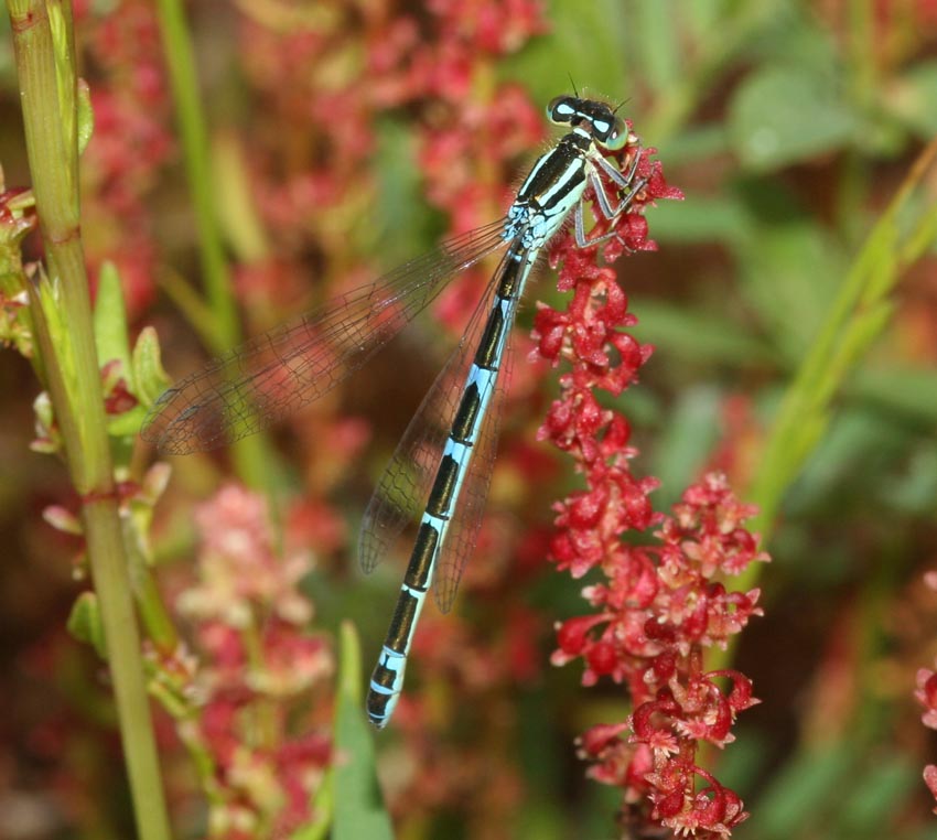 Coenagrion scitulum