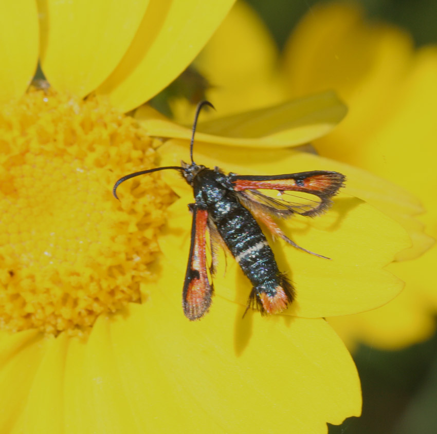 Synanthedon myopaeformis, nuovo per la Sardegna (Sesiidae)