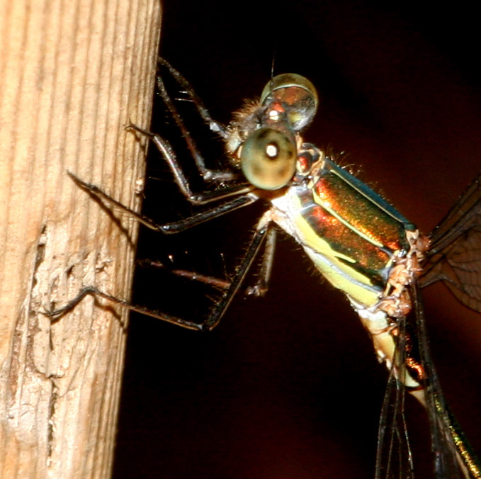 Chalcolestes viridis