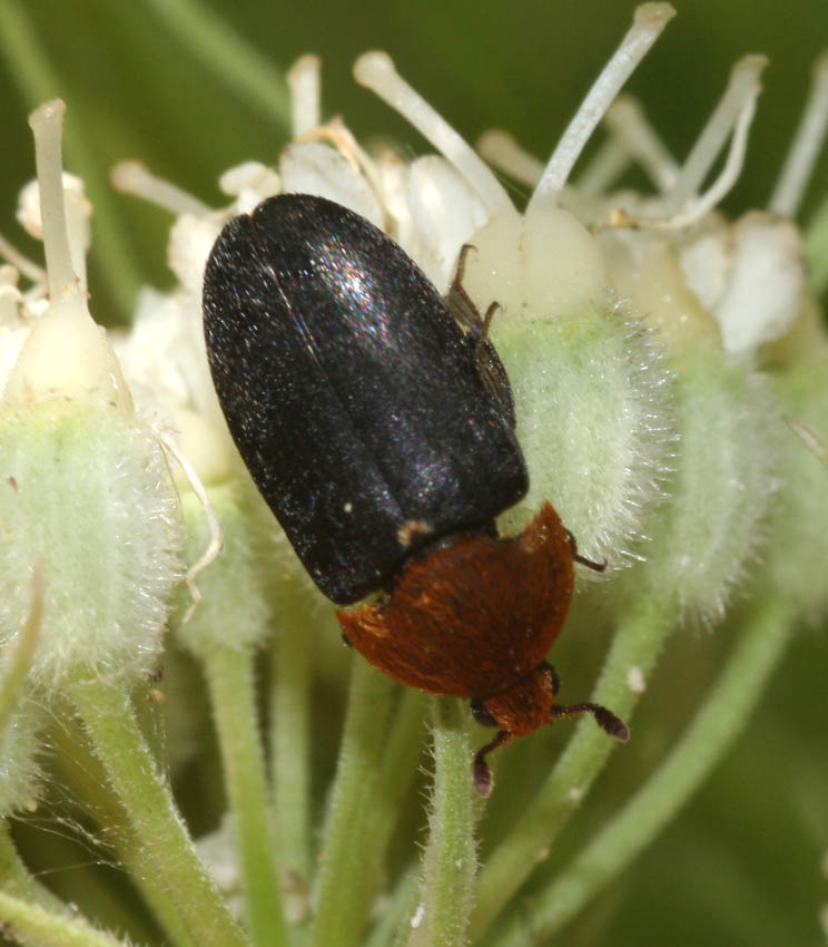 Dermestes hirticollis su Magydaris pastinacea