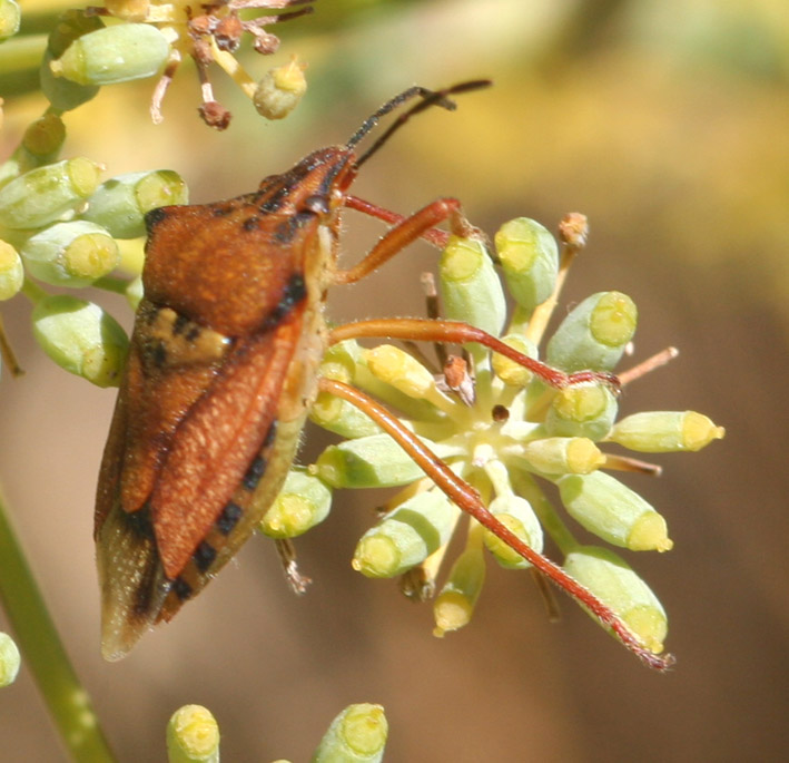 Carpocoris mediterraneus atlanticus