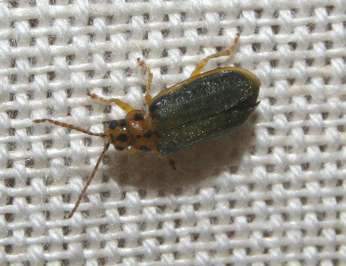 Xanthogaleruca luteola