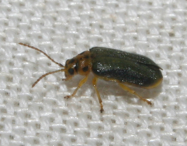 Xanthogaleruca luteola