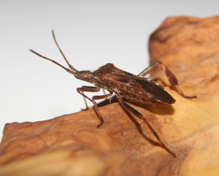 Grosso eterottero: Leptoglossus occidentalis