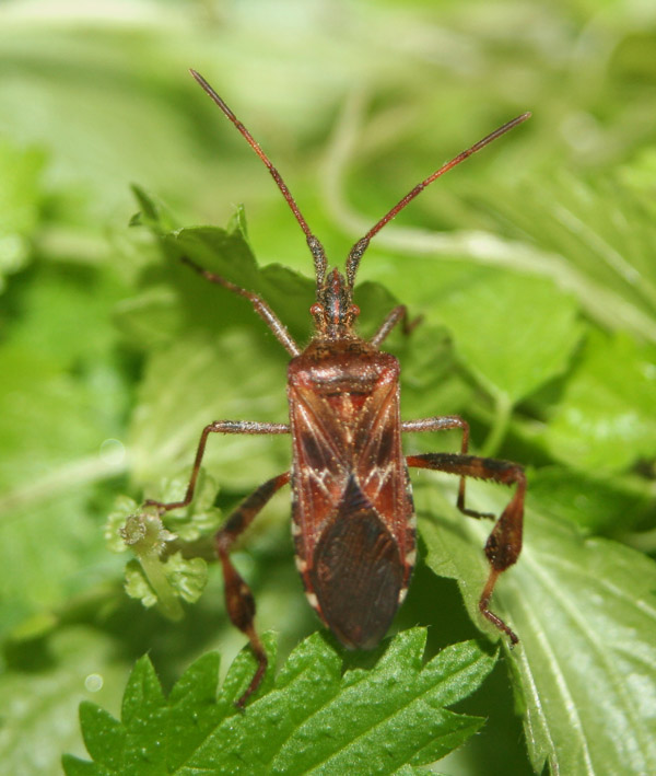 Grosso eterottero: Leptoglossus occidentalis