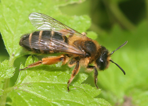 Andrena flavipes