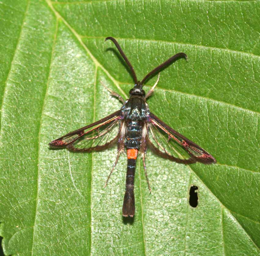 Synanthedon myopaeformis, nuovo per la Sardegna (Sesiidae)