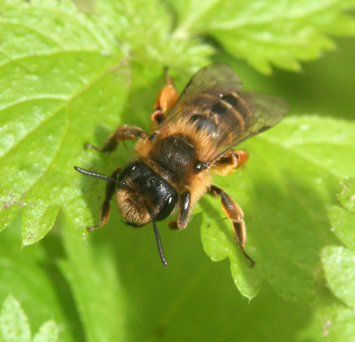 Andrena flavipes