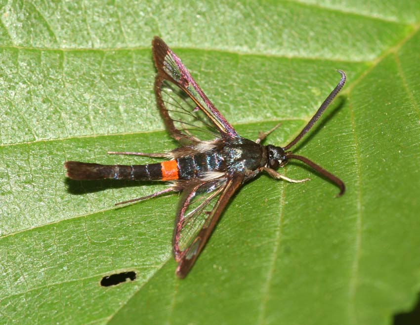 Synanthedon myopaeformis, nuovo per la Sardegna (Sesiidae)