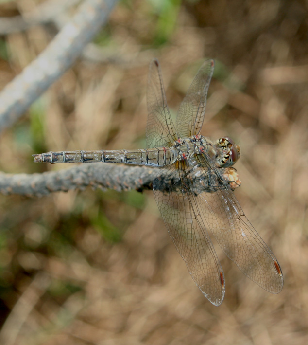 Libellule di campo