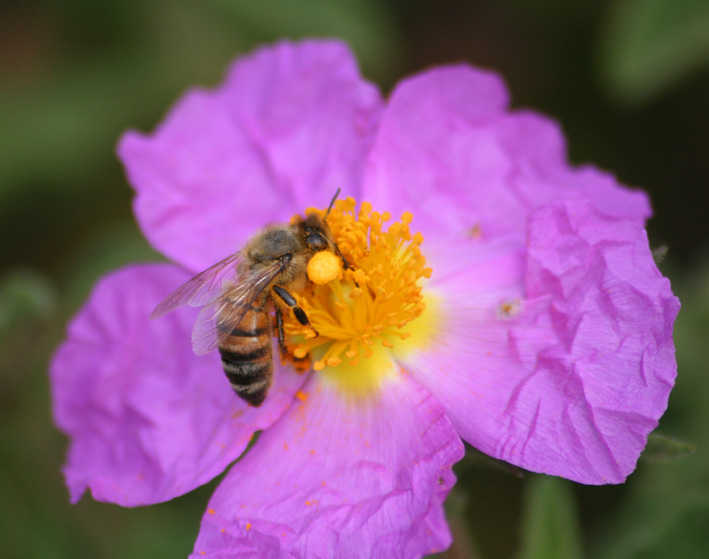 Apis mellifera: chiavi identificative