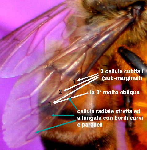 Apis mellifera: chiavi identificative