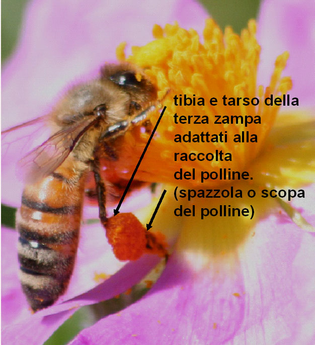 Apis mellifera: chiavi identificative