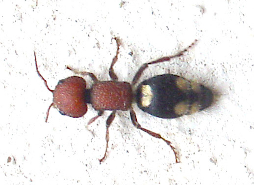 Mutilla quinquemaculata, femmina (Hymenoptera, Mutillidae)