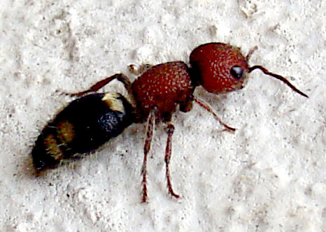 Mutilla quinquemaculata, femmina (Hymenoptera, Mutillidae)