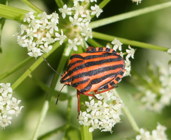 Graphosoma lineatum di Sardegna