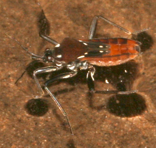 Velia (Plesiovelia) sarda