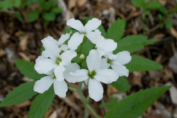 Fiori da determinare: Prealpi Lombarde